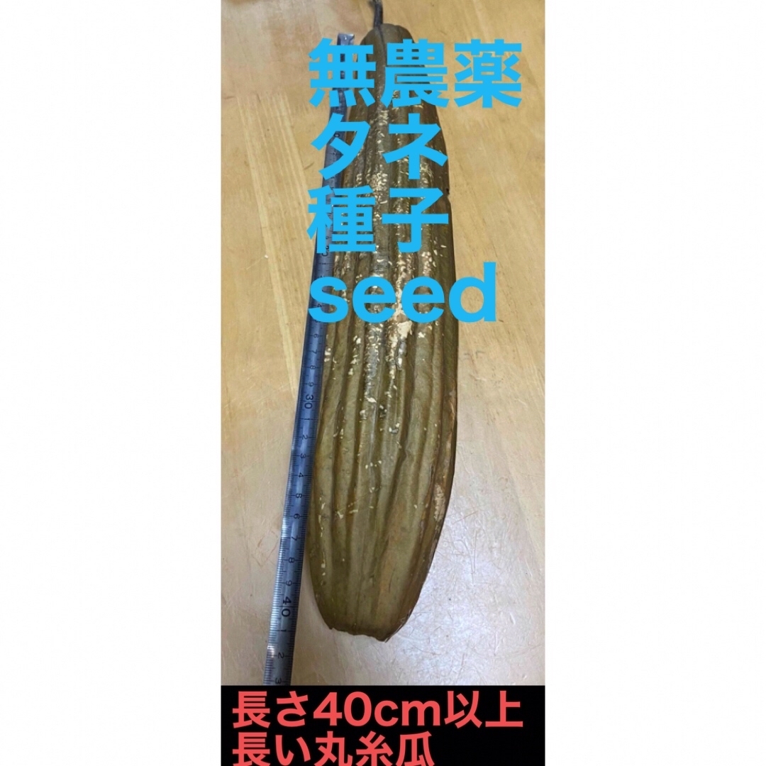  無農薬、自家採種、seed  　丸ヘチマ、糸瓜のタネ 　1セット　１０粒 食品/飲料/酒の食品(野菜)の商品写真