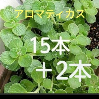 多肉植物　アロマティカス　ハーブ　カット苗(プランター)