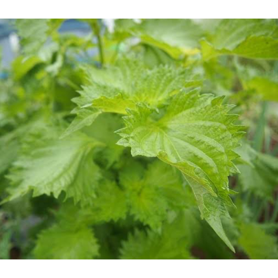 青しそのたね　夏花たね付 食品/飲料/酒の食品(野菜)の商品写真