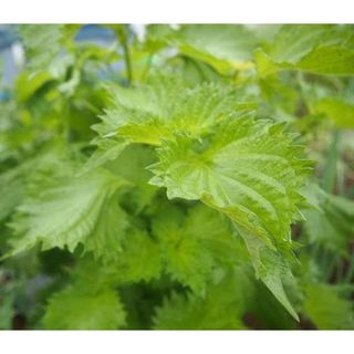 青しそのたね　夏花たね付(野菜)