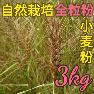 自然栽培 全粒粉中力粉 3kg 熊本県産(野菜)