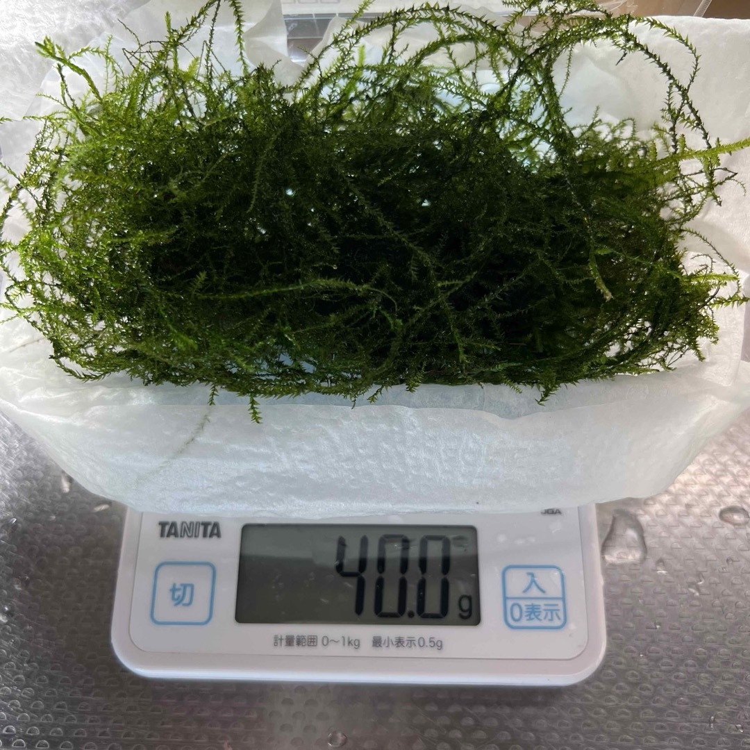南米ウィローモス 40g 水草 完全無農薬 その他のペット用品(アクアリウム)の商品写真
