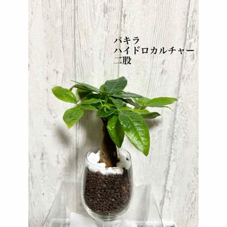 パキラ　観葉植物　二股　ハイドロカルチャー(ドライフラワー)