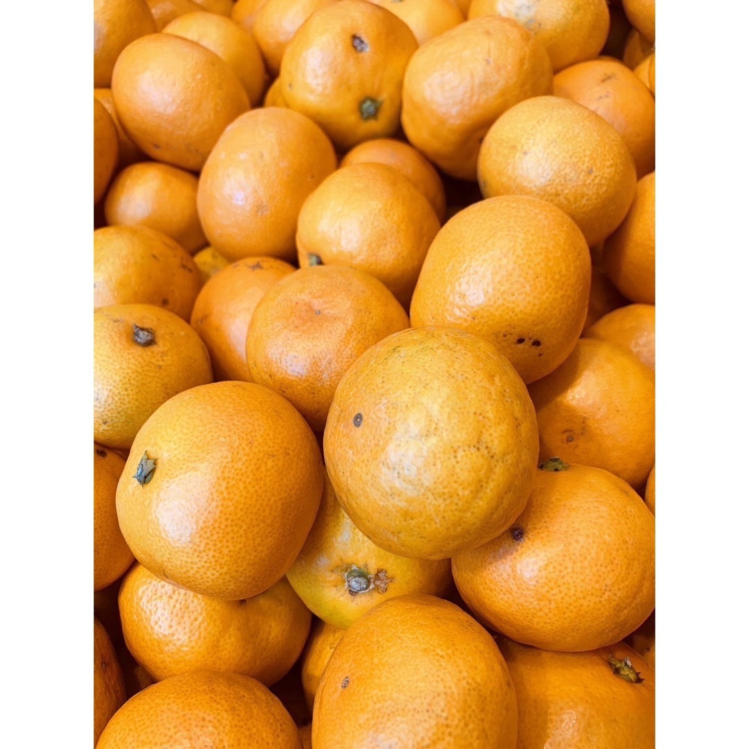 サービス価格‼️s以下ミックス　早生 みかん10kg　特価‼️1点　 柑橘 食品/飲料/酒の食品(フルーツ)の商品写真