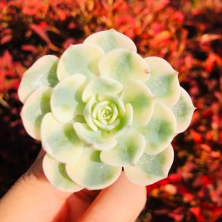 ルノーディーン錦 玉碟锦 多肉植物　韓国苗(その他)