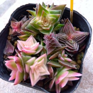 茜の塔錦🌵多肉植物(プランター)