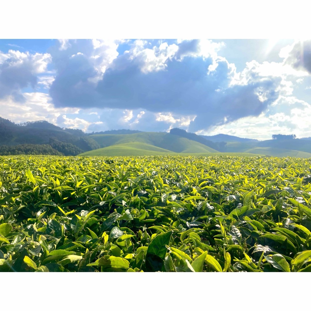 SILVERBACK TEA(WHITE) 食品/飲料/酒の飲料(茶)の商品写真