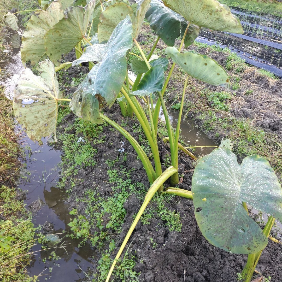 里芋・2.6㌔程❣️無農薬 食品/飲料/酒の食品(野菜)の商品写真