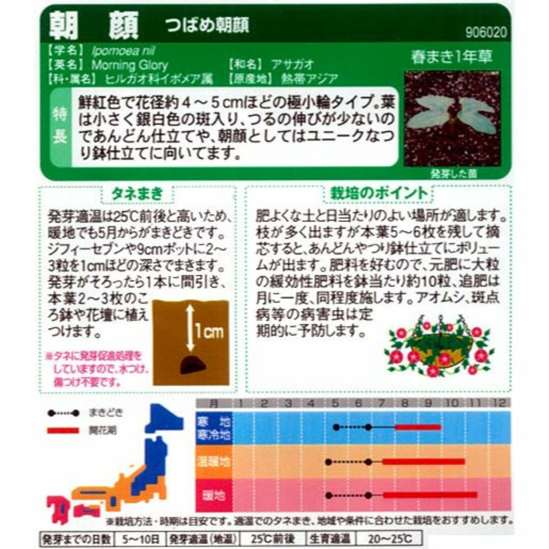 ＜花の種＞約１６粒　つばめ朝顔　1ｍｌ　アサガオ（イポメア）　あんどん仕立て ハンドメイドのフラワー/ガーデン(プランター)の商品写真