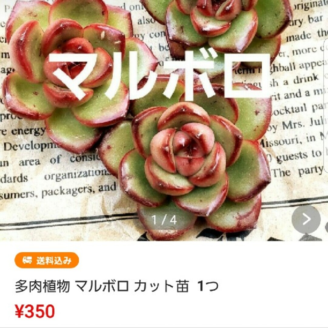 おまとめ品♡3点♡多肉植物  カット苗 ハンドメイドのフラワー/ガーデン(その他)の商品写真