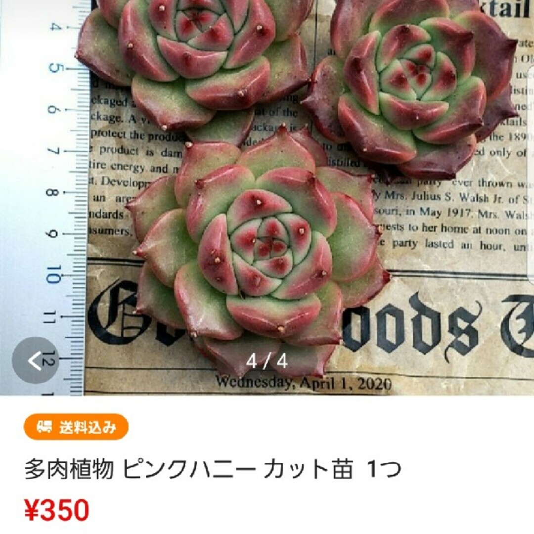 おまとめ品♡3点♡多肉植物  カット苗 ハンドメイドのフラワー/ガーデン(その他)の商品写真