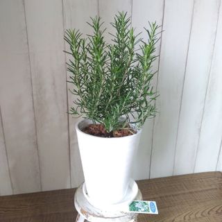 ハーブ・ローズマリー‼️香り高い観葉植物❗高級セラアート5号鉢！高さ42◎(プランター)