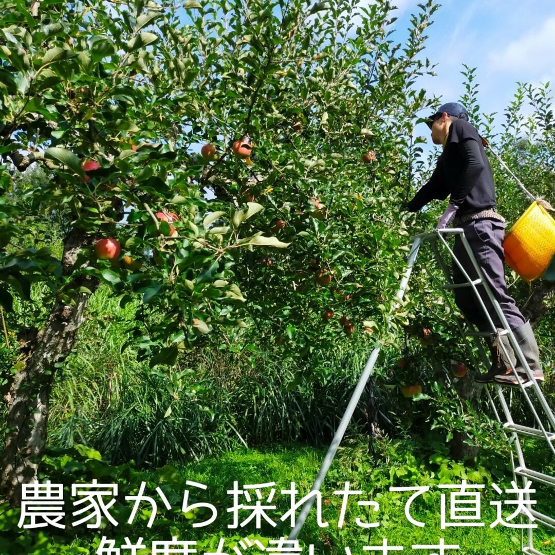 【山形県朝日町産】蜜入りりんご　サンふじ5キロ（大小混合・訳あり品）16-20玉 食品/飲料/酒の食品(フルーツ)の商品写真