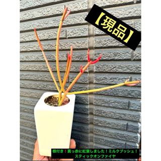 【現品】 根付き❗️ 真っ赤に紅葉しました！ ミルクブッシュ！ (その他)