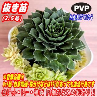 【抜き苗】バニラシフォン 多肉植物 センペルビウム 紅葉 プレステラ プラ鉢(その他)