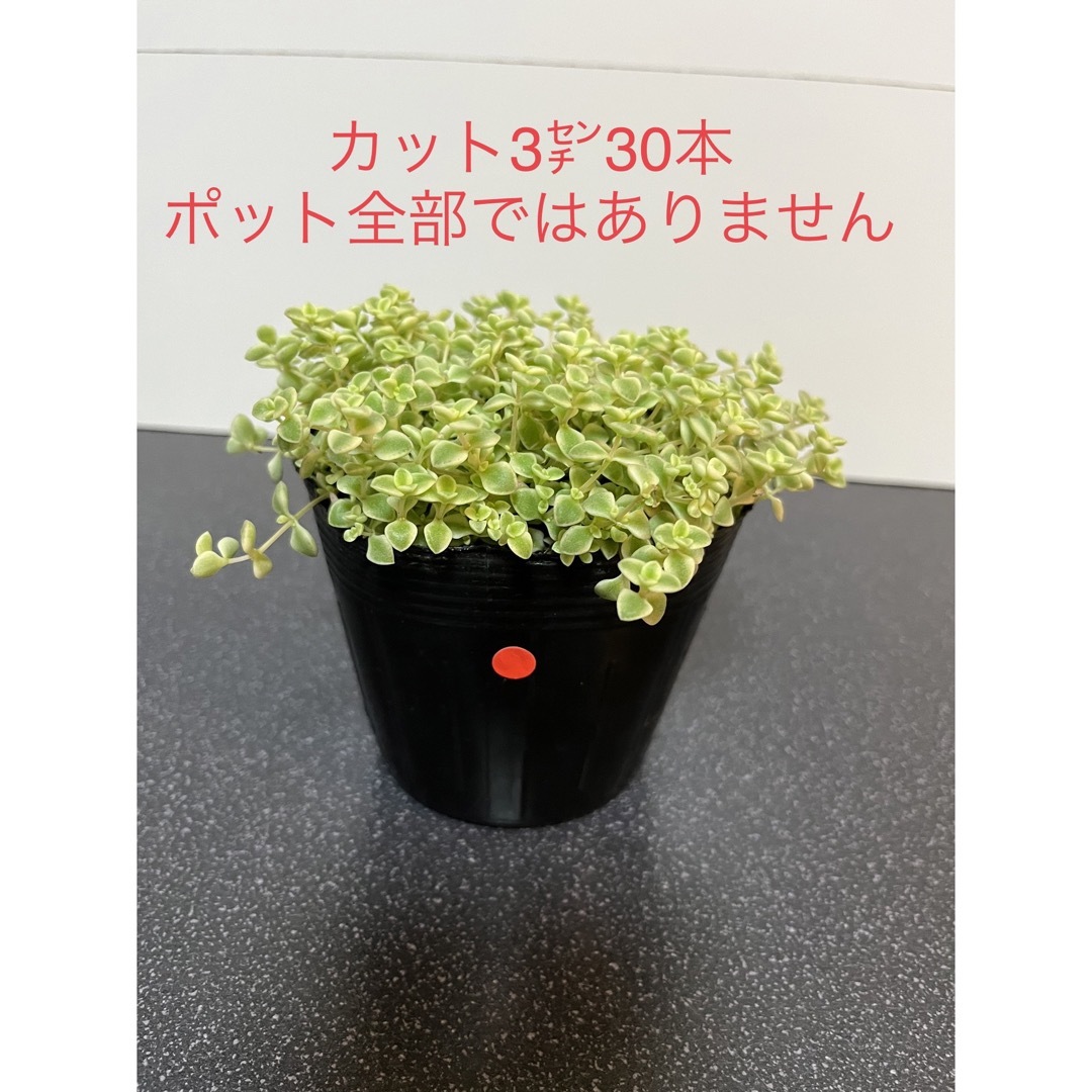 《多肉植物》リトルミッシー（赤）カット苗3㌢30本＆おまけ付き ハンドメイドのフラワー/ガーデン(その他)の商品写真