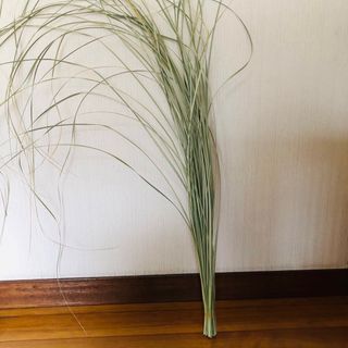 【限定】乾燥 パンパスグラスの葉　90～150cm 50本 100g(ドライフラワー)