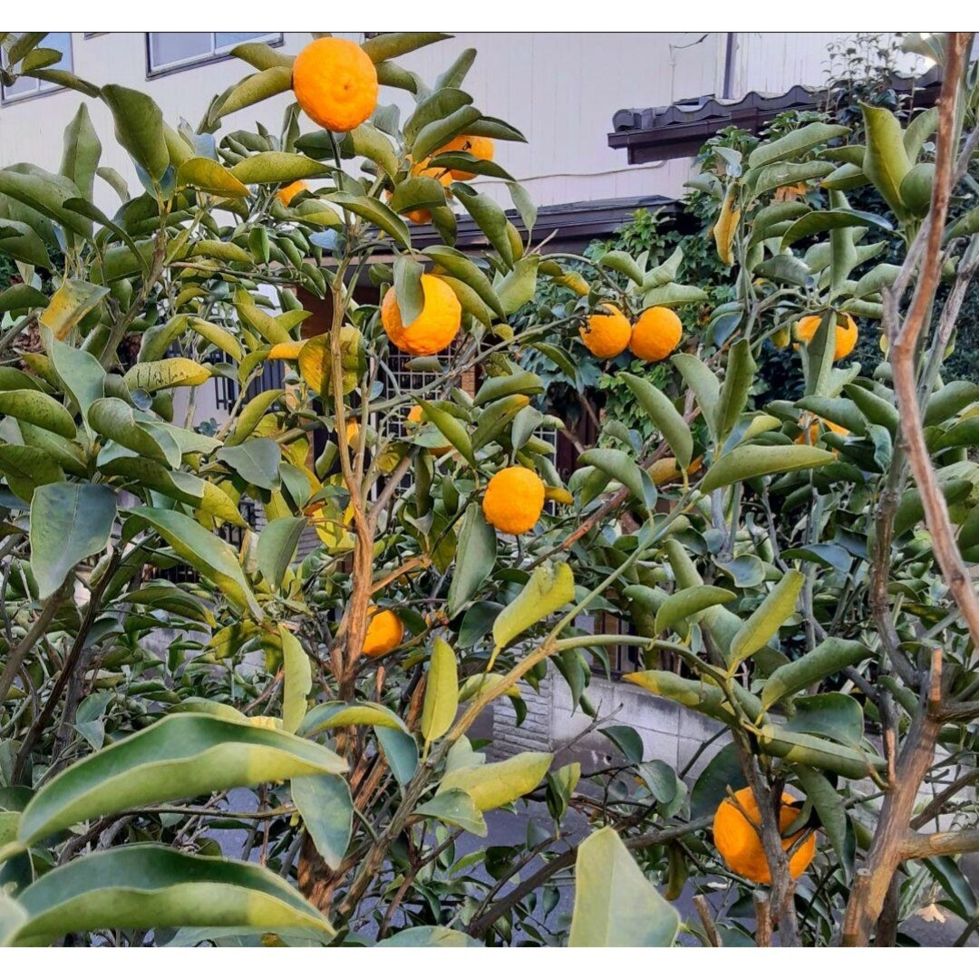 自然栽培　柚子 食品/飲料/酒の食品(フルーツ)の商品写真