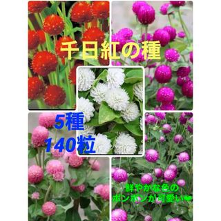 ❤︎花の種❤︎ 千日紅　5種　140粒(その他)