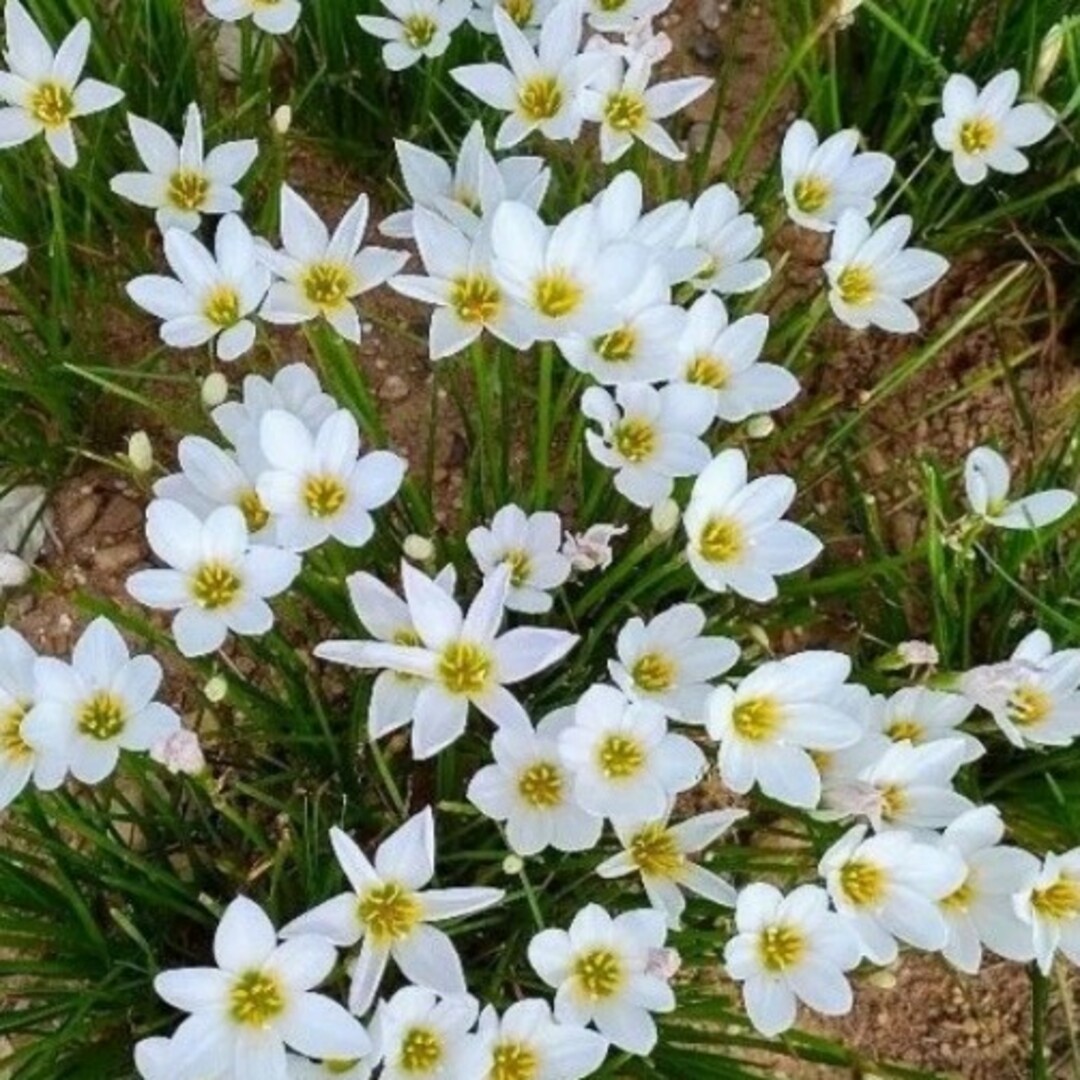 タマスダレ6球　玉すだれ　ラインリリー　球根　多年草　宿根草　花　花苗　苗 ハンドメイドのフラワー/ガーデン(プランター)の商品写真