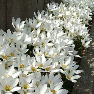 タマスダレ6球　玉すだれ　ラインリリー　球根　多年草　宿根草　花　花苗　苗(プランター)