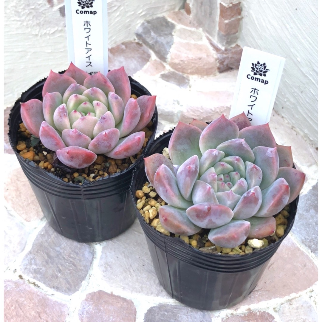 多肉植物♤ホワイトアイス・韓国苗・エケベリアの通販 by 多肉植物♤ホワイトアイス・韓国苗・エケベリアの通販 by