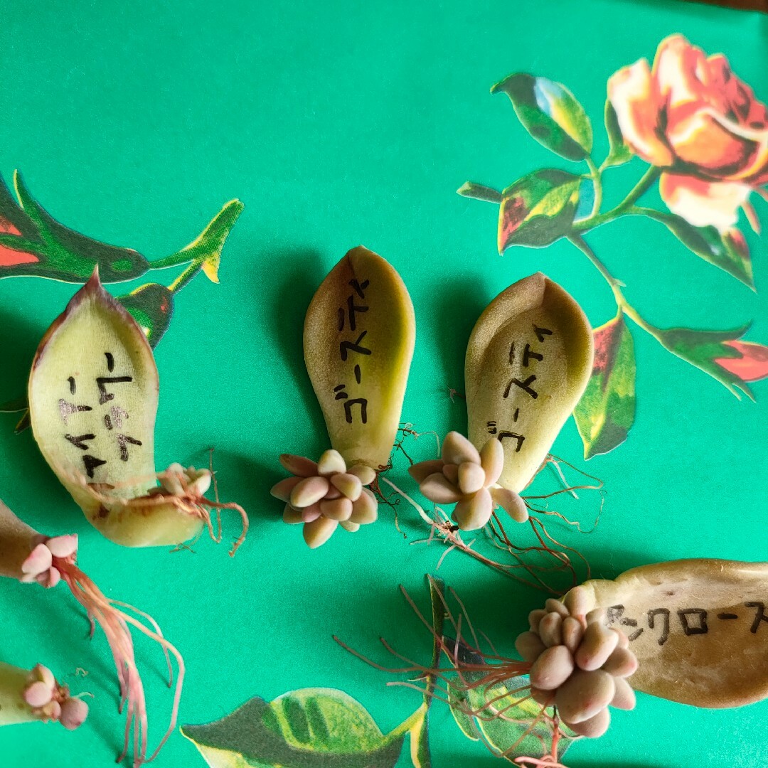 多肉植物◎葉挿しセット　ピンクシフォン入り ハンドメイドのフラワー/ガーデン(その他)の商品写真