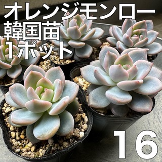オレンジモンロー 多肉植物 韓国苗 16(その他)