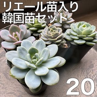 エケベリア リエール苗入り 韓国苗セット 多肉植物 20(その他)