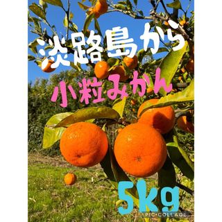 淡路島のみかん　小粒5kg (フルーツ)