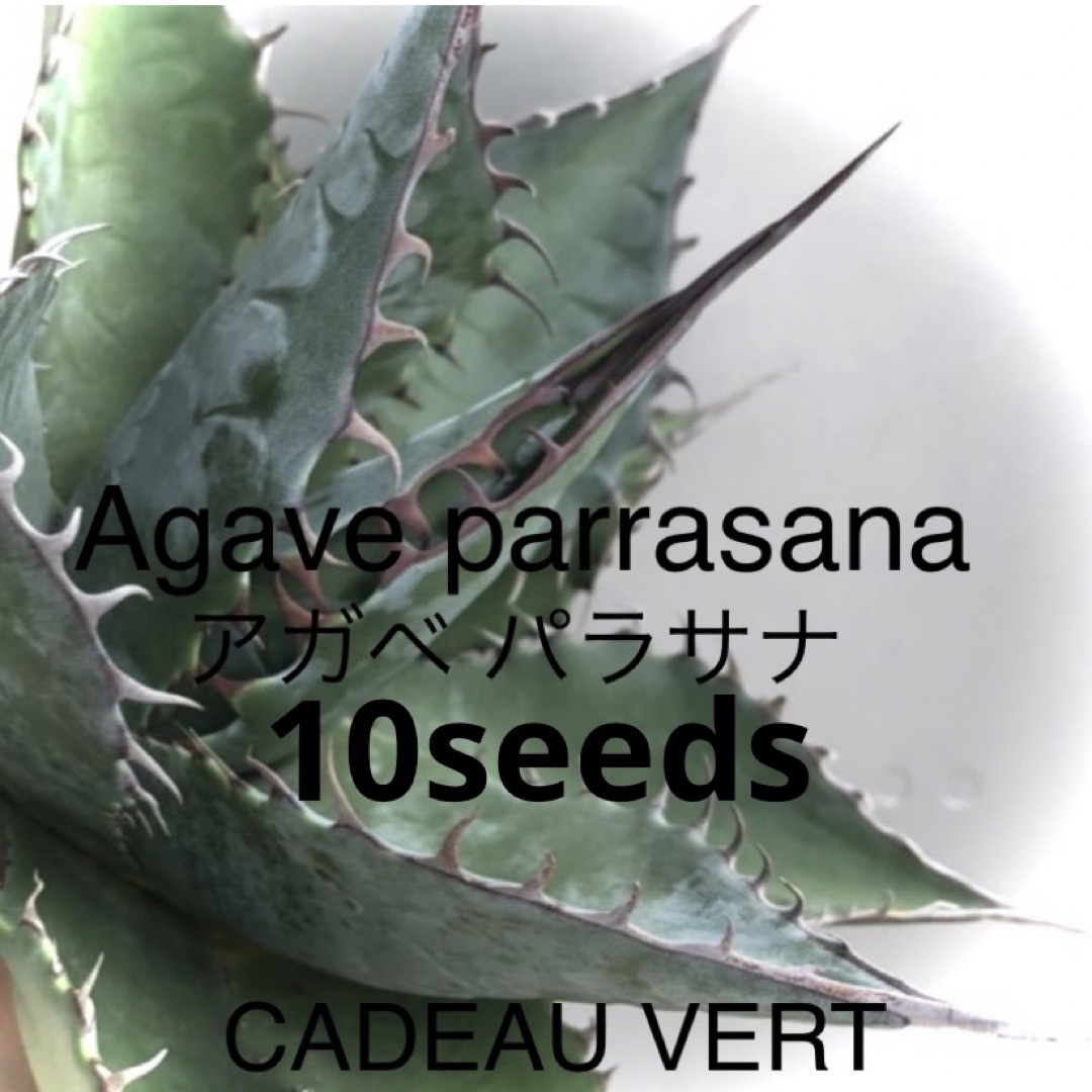 アガベ種子】Agave parrasana☆アガベ パラサナ種子10粒＋1粒の通販 by ...