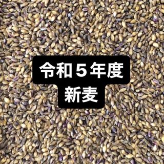 令和５年度産もち麦（ダイシモチ）900g(米/穀物)