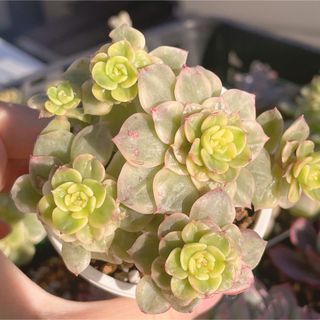 新入荷　ヌダ錦多肉植物　発根管理中(その他)