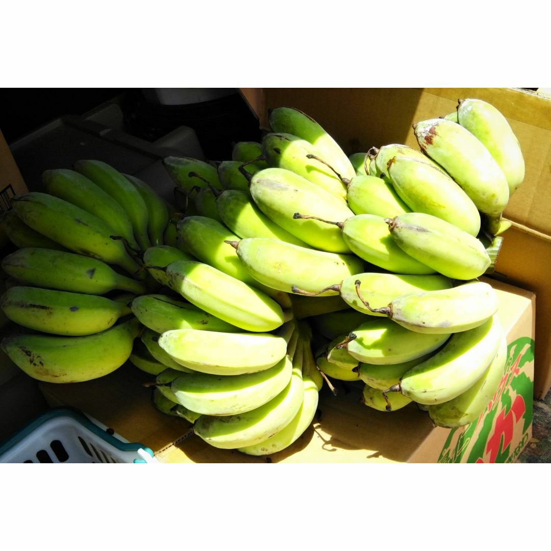 沖縄最高峰！やんばる産　バナナの王様！キングオブ「ナムワバナナ」 食品/飲料/酒の食品(フルーツ)の商品写真
