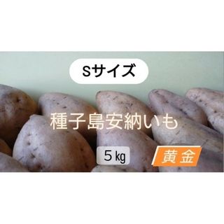 種子島安納いも黄金S　5キロ(野菜)