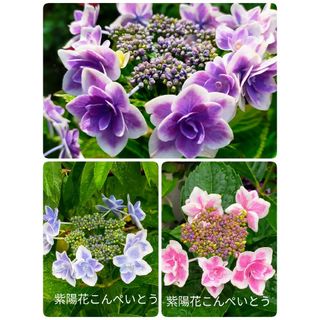 紫陽花コンペイトウ根付き1本＋ニゲラの種‥只今コメント欄にて春の予約受け付け中(その他)