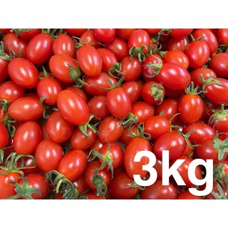 熊本産　ミニトマトアイコ3kg(野菜)