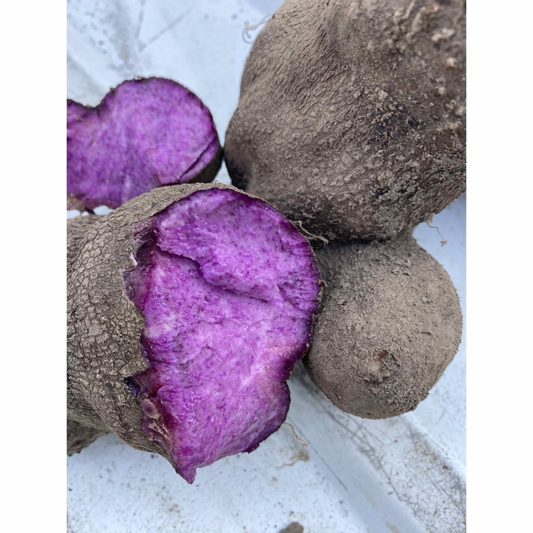 紫山芋　10キロ