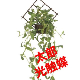 光触媒　人工観葉植物　フェイクグリーン　壁掛けトラディスカンティア(壁掛けミラー)