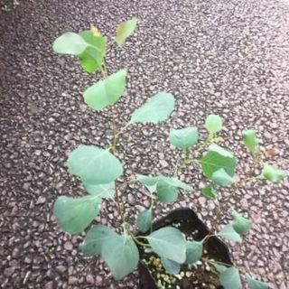 ユーカリ　ポポラス　苗　観葉植物　花卉・園芸(その他)