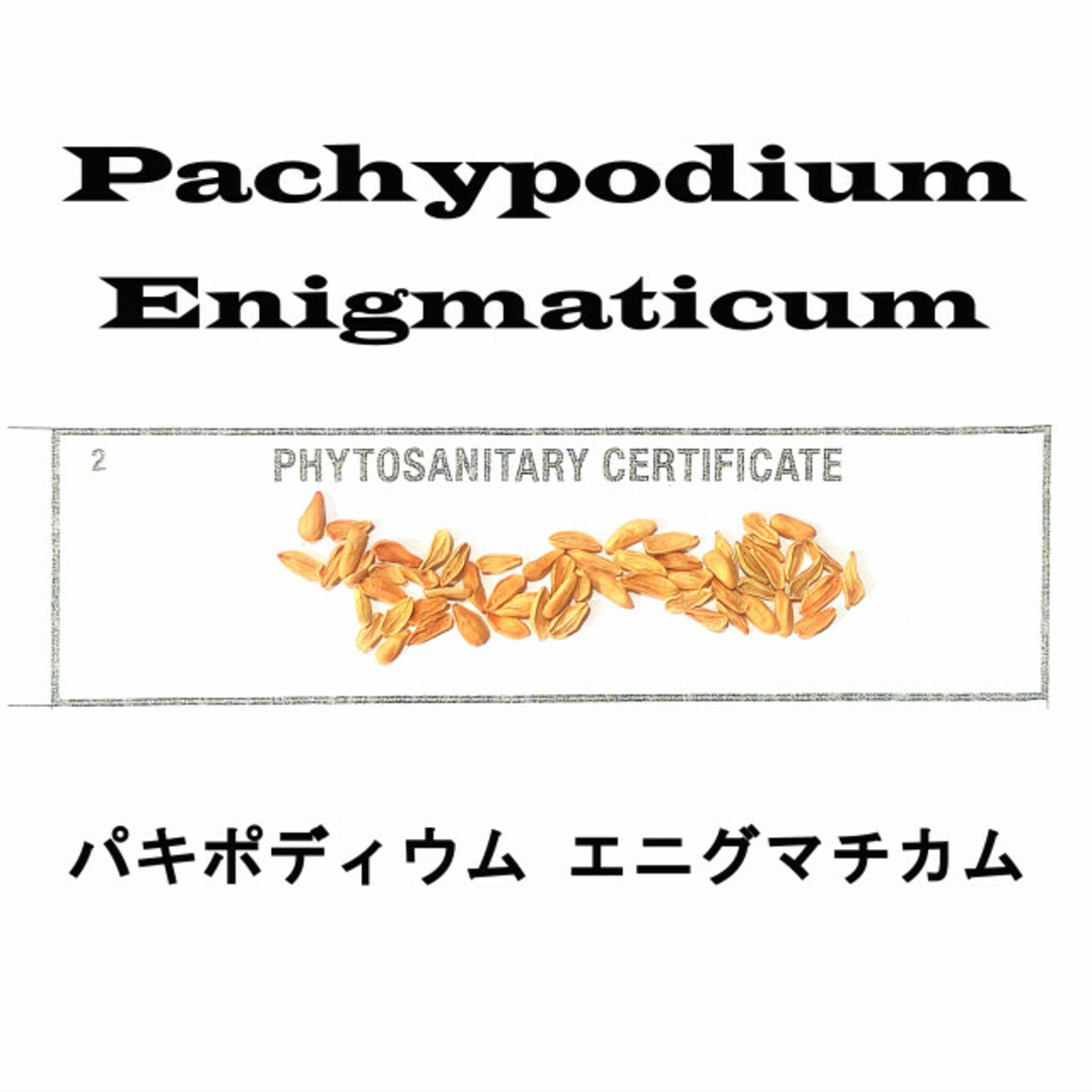 ポトシナ12月入荷 50粒+ パキポディウム エニグマチカム 種子 種 証明 グラキリス