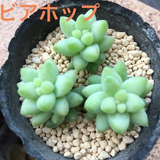 ビアホップ　セダム属　多肉植物　 カット苗　3苗(その他)