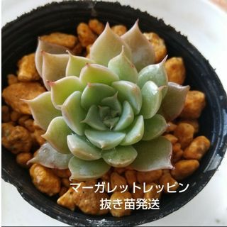 マーガレットレッピン 多肉植物 抜き苗発送(その他)