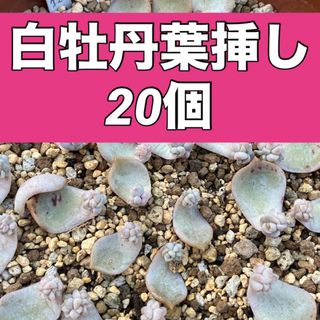 多肉植物　白牡丹葉挿し(その他)