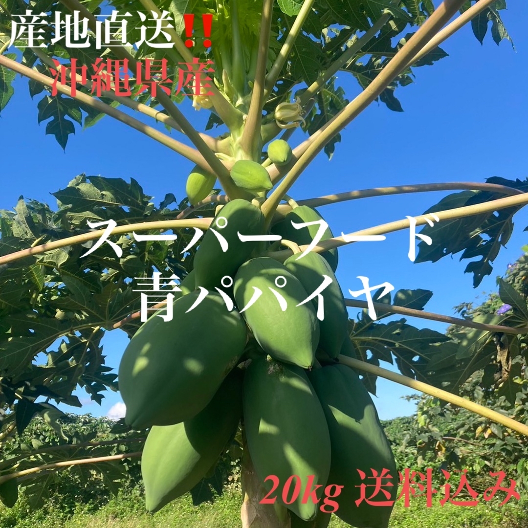 沖縄県産　青パパイヤ　20kg 送料込み野菜