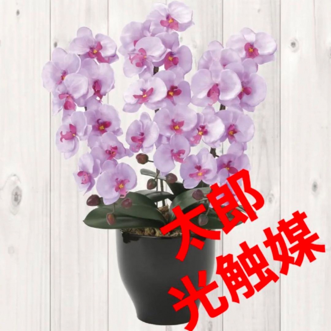 陶器光触媒　人工観葉植物　ウォールグリーン　フェイクグリーン　胡蝶蘭セリースL