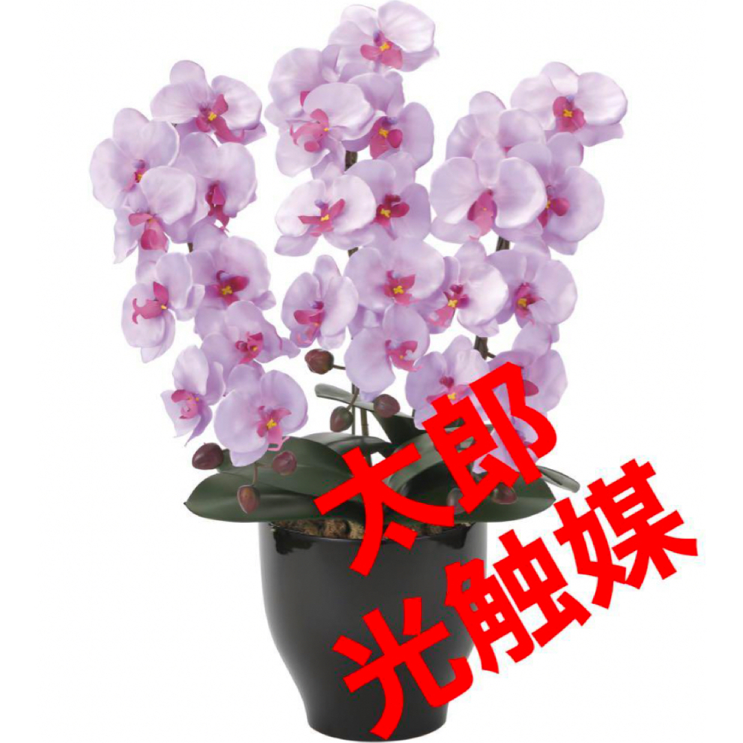 光触媒 人工観葉植物 ウォールグリーン フェイクグリーン 胡蝶蘭 光触媒 人工観葉植物 ウォールグリーン フェイクグリーン 胡蝶蘭