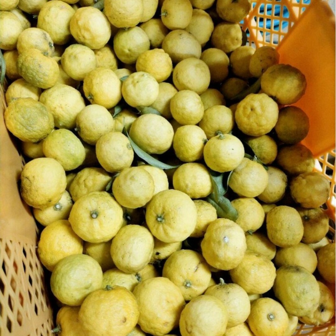 ✾無農薬栽培✾柚子✾1kg✾訳あり✾ 食品/飲料/酒の食品(フルーツ)の商品写真