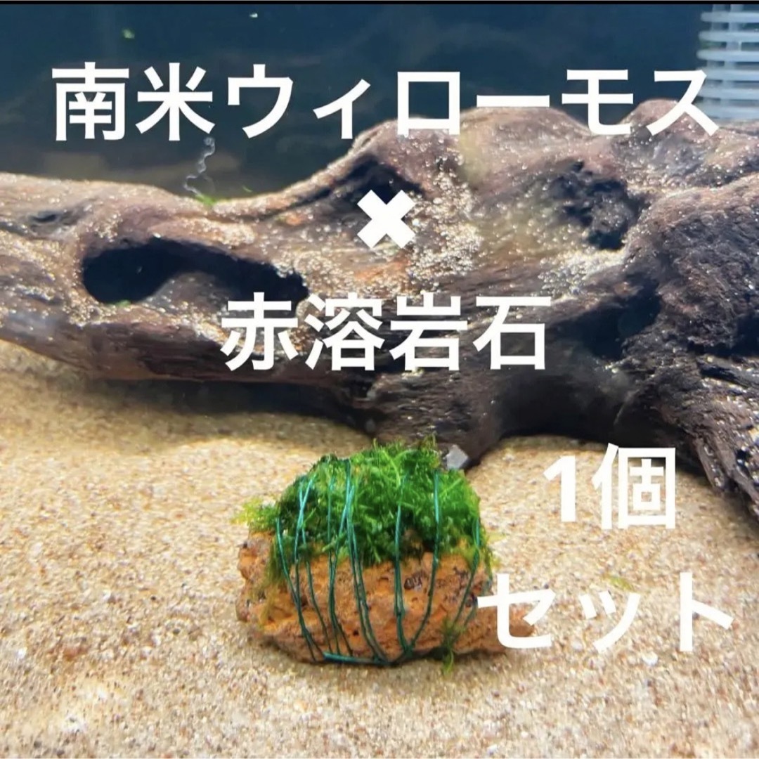 南米ウィローモス✖︎赤溶岩石（3cm）✖︎1個 - 水草