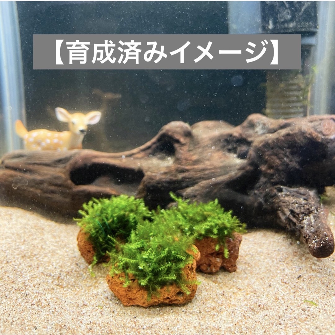 ニッソー カスタムソイル ブラック 600g アクアリウム 水草 メダカ